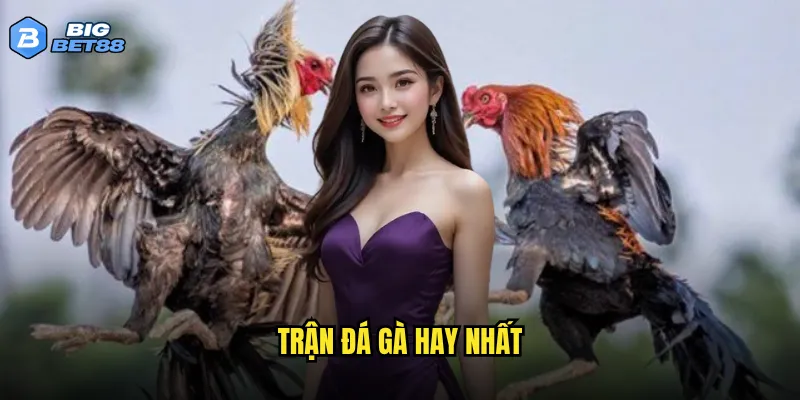 đá gà hay nhất