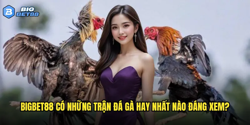 Trận đá gà hay nhất năm có được phát sóng trên Bigbet88 không? 2 Bigbet88 có những trận đá gà hay nhất nào đáng xem?