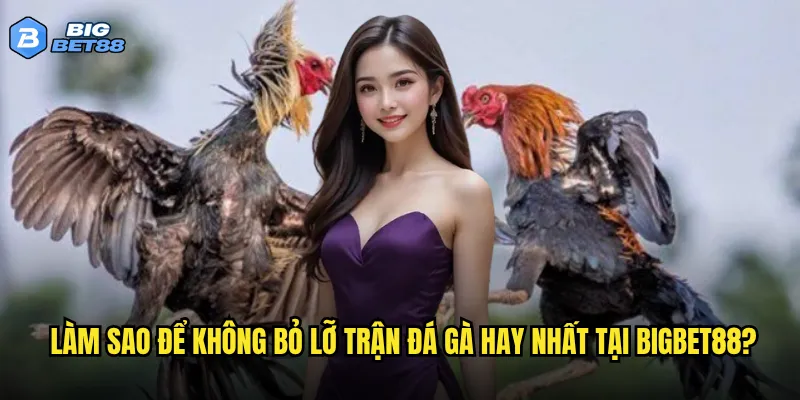 Trận đá gà hay nhất năm có được phát sóng trên Bigbet88 không? 3 Làm sao để không bỏ lỡ trận đá gà hay nhất tại Bigbet88?