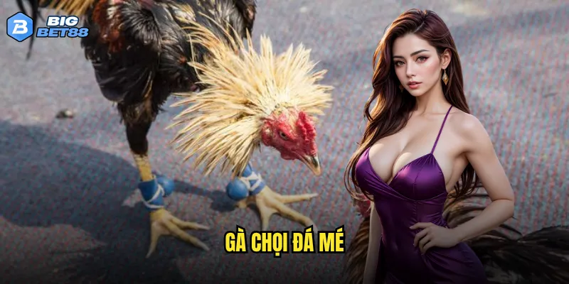 gà chọi đá mé