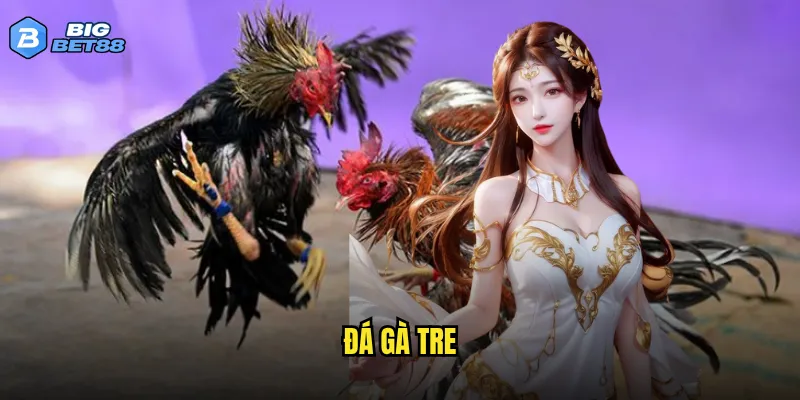 đá gà tre