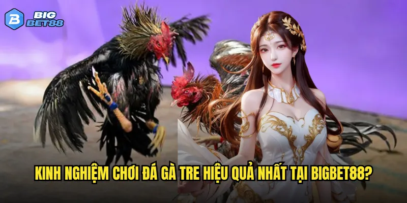 Đá gà tre trên Bigbet88 có giống với đá gà truyền thống không? 3 Kinh nghiệm chơi đá gà tre hiệu quả nhất tại Bigbet88?