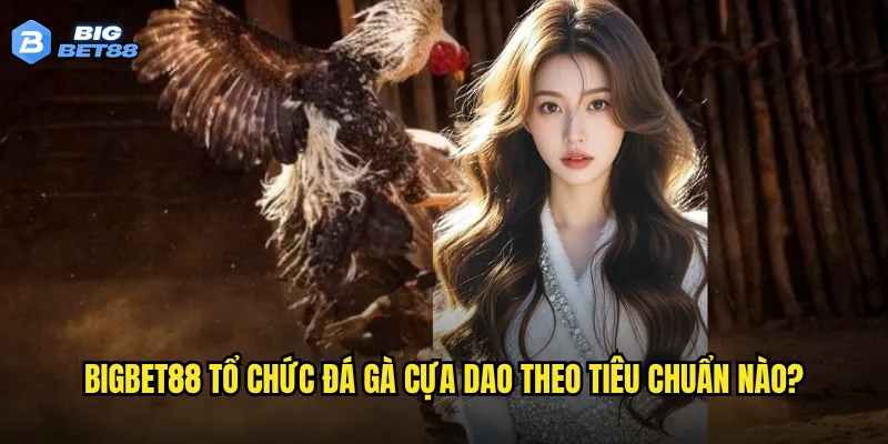 Đá gà cựa dao tại Bigbet88 có mang lại cảm giác hồi hộp như sàn thật? 2 Bigbet88 tổ chức đá gà cựa dao theo tiêu chuẩn nào?
