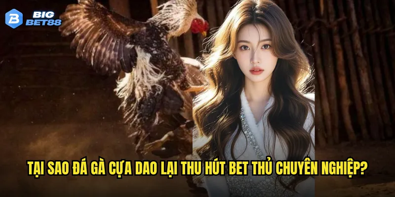 Đá gà cựa dao tại Bigbet88 có mang lại cảm giác hồi hộp như sàn thật? 3 Tại sao đá gà cựa dao lại thu hút bet thủ chuyên nghiệp?