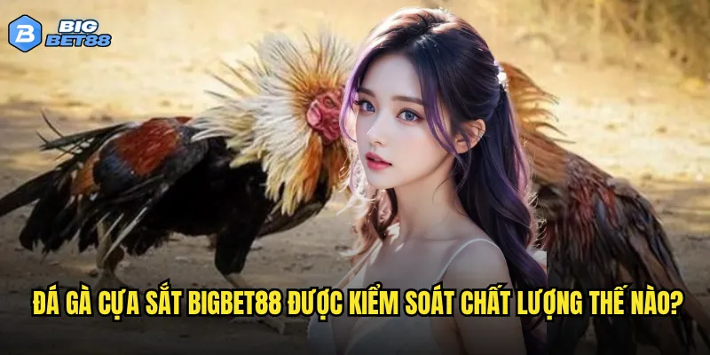 Có nên tham gia đá gà cựa sắt trên Bigbet88 hay không? 2 Đá gà cựa sắt Bigbet88 được kiểm soát chất lượng thế nào?