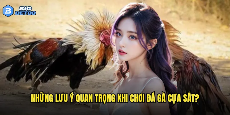 Có nên tham gia đá gà cựa sắt trên Bigbet88 hay không? 3 Những lưu ý quan trọng khi chơi đá gà cựa sắt?