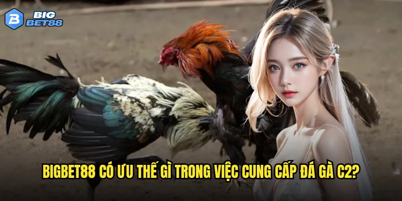 Đá gà C2 của Bigbet88 có gì khác biệt so với các nhà cái khác? 3 Bigbet88 có ưu thế gì trong việc cung cấp đá gà C2?